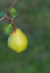 Poire