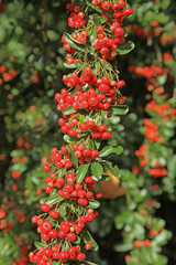Obraz premium branche de pyracantha