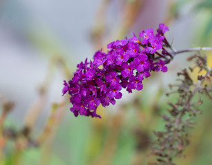 Buddleia de David