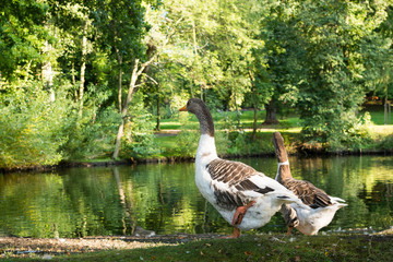 Fototapeta premium Geese in front of a lake