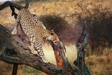 Rolgordijnen Leopard © Galyna Andrushko