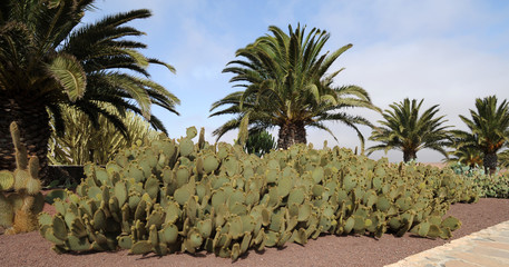Fototapeta na wymiar Figuier de Barbarie (Opuntia ficus-indica) au Jardin de cactus d