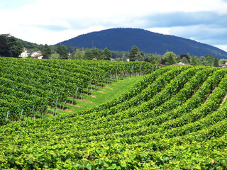 Fototapeta na wymiar Vineyards in Colombier, Switzerland