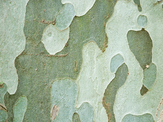 camouflage patterned tree bark texture - 69432686