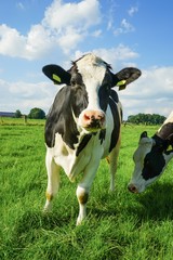 Neugierig blickende, schwarzbunte Kuh