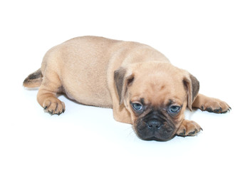 Sleepy Pug Puppy