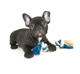 French Bulldog Puppy