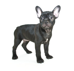 French Bulldog Puppy