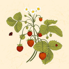 Bush of wild strawberries. Vintage vector illustration.