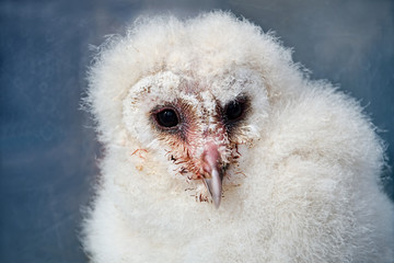 Barn Owl Chick