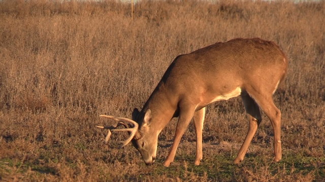 Grazing Whitetail Deer Buck