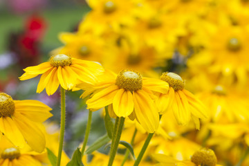 Yellow smooth oxeye flowers in the garden.