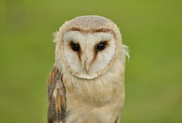 A wild barn owl 
