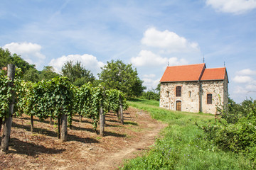 Beautiful vineyard landscape and old church