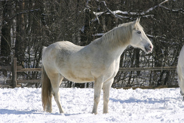 Fototapeta na wymiar Thoroughbred white horse in winter corral