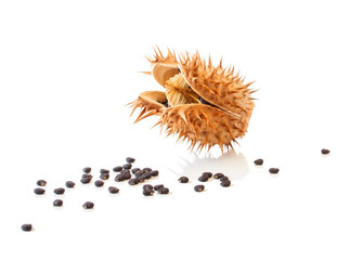 Datura  Capsule with Seeds