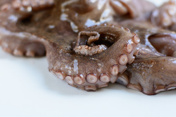 Octopus tentacle closeup