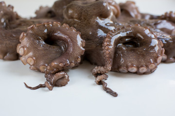 Octopus tentacle closeup