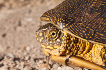 red eared slider turtle in the wild, surrounded by typical flora