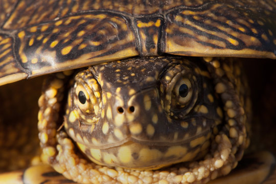 red eared slider turtle in the wild, surrounded by typical flora