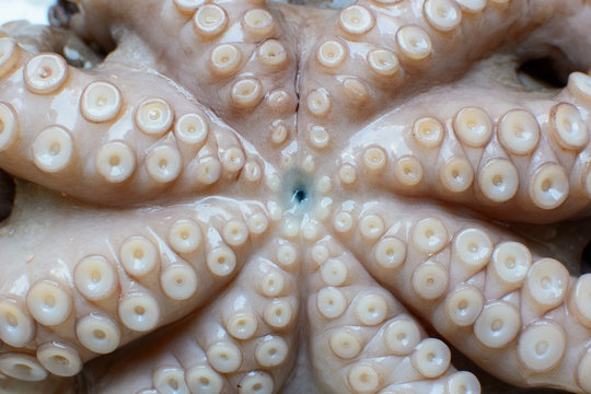 Octopus suckers closeup