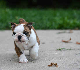 english bulldog puppy