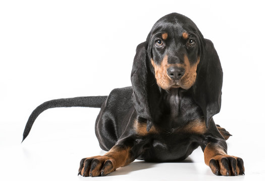 558 BEST Coonhound Puppy IMAGES, STOCK PHOTOS & VECTORS | Adobe Stock