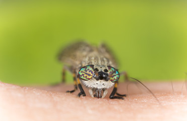 Obraz premium Common horsefly, haematopota pluvialis sucking blood