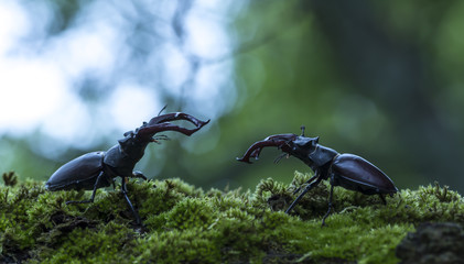 Hostile Stag beetles, Lucanus cervus