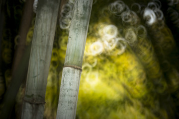 blurred bamboo forest