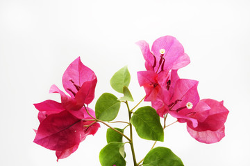 bougainvillea flowers