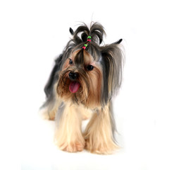 yorkshire terrier isolated on white