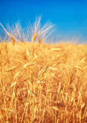 Wheat field landscape