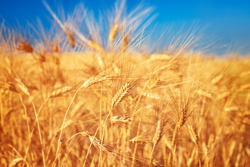 Wheat field landscape