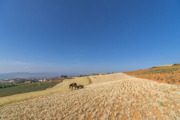 Fototapeta premium landscape