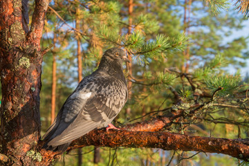 pigeon sitting on a pine tree