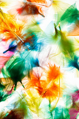 Fototapeta na wymiar Colorful feathers