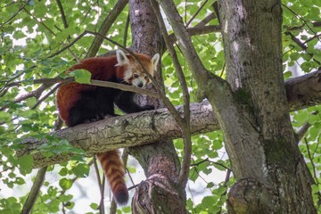 red panda