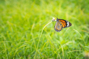 Butterfly on the tridax procumbens