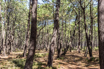 Forêt de pin des Landes