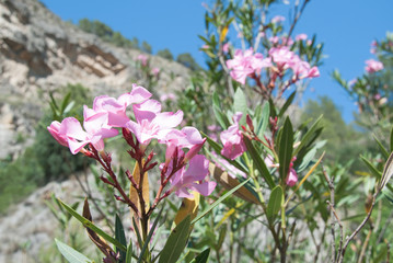 Nerium oleander