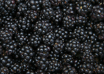 Blackberry Background