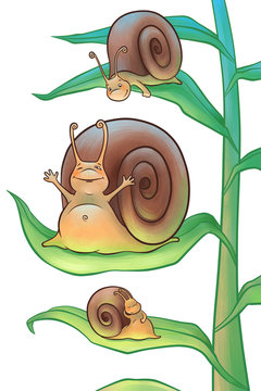 Snails in the morning