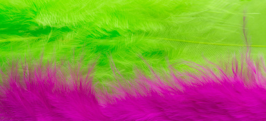 Obraz premium Pink and green Feather background, close up