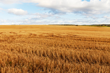 Field after harvest.