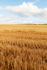Field after harvest.