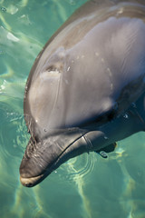 Dolphin in water