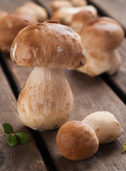 Mushroom boletus