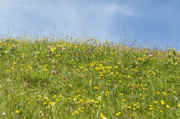 Blumenwiese