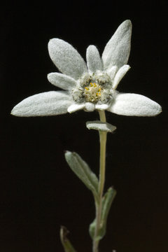 Edelweiss; Leontopodium; nivale;